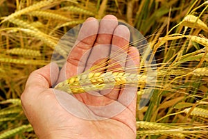 Holding wheat