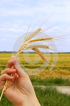 Holding wheat