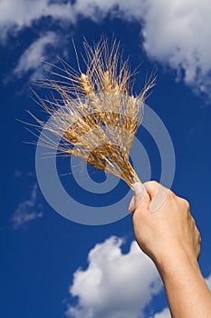 Holding wheat against blue sky