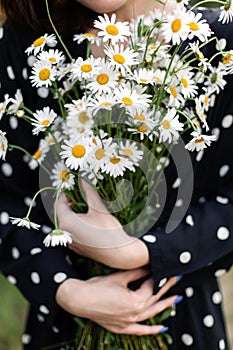 Holds a bouquet of chamomile flowers