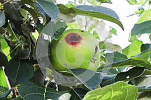 A hole in a apple caused by a codling moth