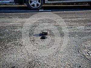Hole in asphalt pavement, drilled cylindric specimen