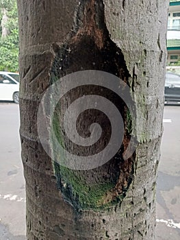 the hole coconut tree trunk 2