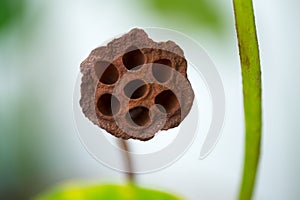 Hole of dried lotus seed for medical image test Trypophobia phobia. photo
