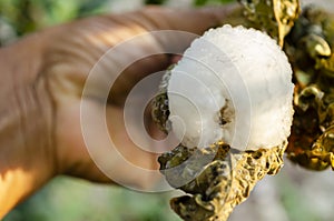 Hole End Of Braconid Wasp Cocoons