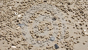 Hole of ghost crabs