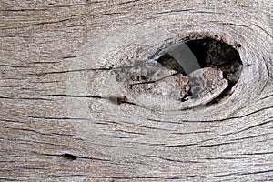 hole of gnarl on rustic hardwood texture