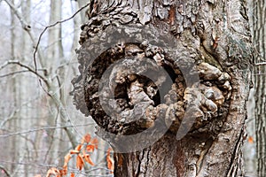 Hole In Gnarly Bumpy Tree