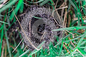 Hole on the ground that is entrance to ant`s nest