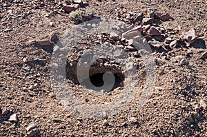 Hole in the ground is a home for Egyptian Mastigure lizard