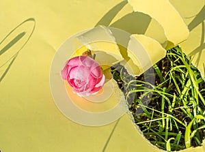 A hole made of torn yellow paper, a pink rose on the green grass on a Sunny afternoon. Creative design, hard shadow, bright light