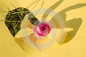 A hole made of torn yellow paper, a pink rose on the green grass on a Sunny afternoon. Creative design, hard shadow, bright light