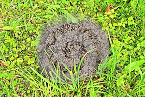 Hole of a mole