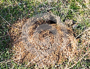 Hole Mole in the ground