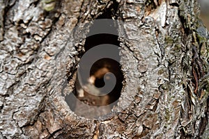 Hole in the old putrefied willow