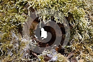 Hole in the old putrefied willow