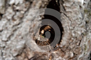 Hole in the old putrefied willow