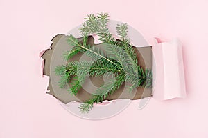 Hole in the Pink Paper Christmas or New Year Celebration Banner or Background Green Branches Fir Tree in The Hole Horizontal