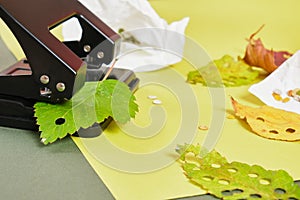 hole punch and leaves for handcrafting party confetti, eco confetti of autumn and fresh leaves