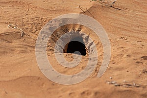 The hole in the sand dunes of a nocturnal lizard. Not to be found in the daytime.