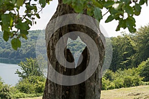 Hole in the shape of a heart in a tree