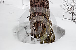 Hole in the snow around trees