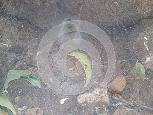 The hole spider web