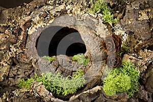 El agujero en un árbol corteza 