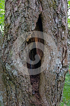 Hole in tree trunk.