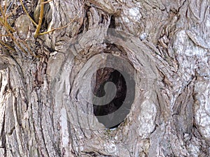 Hole in Tree Trunk