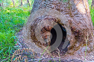 Hole in the trunk of a tingle tree caused by a bush fire at the valley of giants in Australia