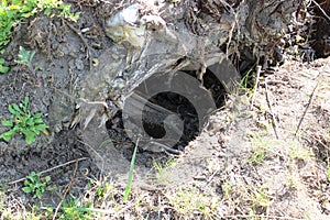 Hole for wild boars in the forest. Nature reserve