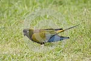 Holenparkiet, Burrowing Parrot, Cyanoliseus patagonus