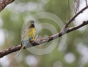 Holenparkiet, Burrowing Parrot, Cyanoliseus patagonus