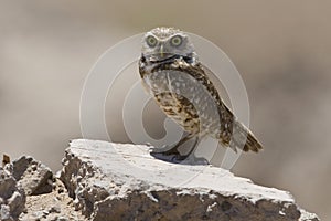 Holenuil, Burrowing Owl, Athene cunicularia