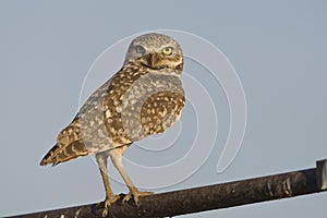 Holenuil, Burrowing Owl, Athene cunicularia