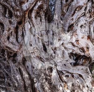 Holes in an ancient olive tree trunk in Villajoyosa