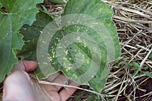 Holes on green leaves bitten by pests. Chrysomelidae leaf beetle eats green leaves, damaging plant. Cruciferous flea