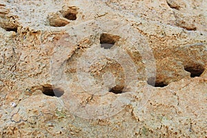 The holes nests dug by birds in slopes