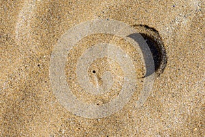 Holes of Solen Marginatus in the sand of the beach