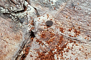 Holes after work by beetles on pine bark