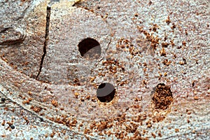 Holes after work by beetles on pine bark