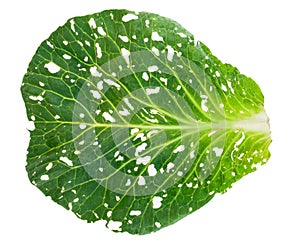 Holey cabbage leaf photo