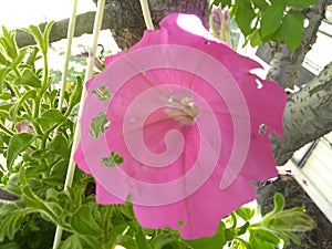 Holey pink flower