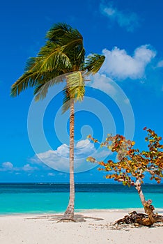 Holguin, Cuba, Playa Esmeralda. Beautiful Caribbean sea turquoise blue color and palm trees on the beach.