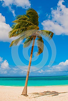  ,,. bellissimo caraibico il mare turchese blu colore un Palma alberi sul Spiaggia 