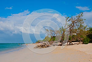 Holguin, Guardalavaca Beach, Cuba: Caribbean sea with beautiful blue water, sand and a fallen tree. Beautiful scenery.