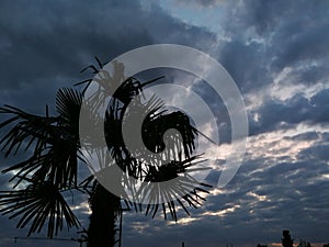 Holiday beach Palm Tree