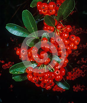 Holiday berries 1
