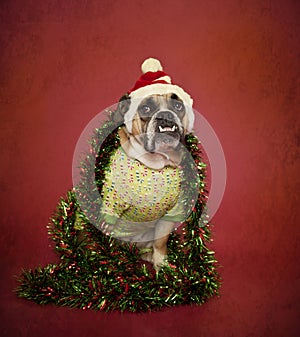 Holiday Bulldog in hat alnd tinsel